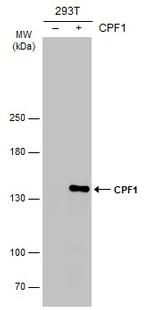 CPF1 Antibody in Western Blot (WB)