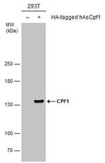 CPF1 Antibody in Western Blot (WB)