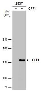 CPF1 Antibody in Western Blot (WB)