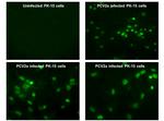 Porcine Circovirus Type 2 Replicase Antibody in Immunocytochemistry (ICC/IF)