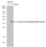 Porcine Circovirus Type 2 Replicase Antibody in Western Blot (WB)