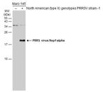 PRRS Virus Nsp1 alpha Protein Polyclonal Antibody