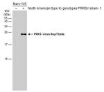 PRRS Virus Nsp1 beta Protein Polyclonal Antibody