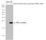 PRRS Virus Nsp4 Protein Antibody in Western Blot (WB)