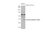 Phospho-Beclin 1 (Ser90) Antibody in Western Blot (WB)