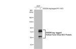 Yellow Fever Virus NS3 Polyclonal Antibody