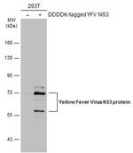 Yellow Fever Virus NS3 Polyclonal Antibody