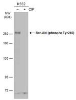 Phospho-c-Abl (Tyr245) Polyclonal Antibody