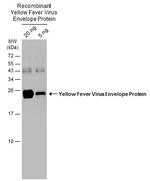 Yellow Fever Virus Envelope Protein Polyclonal Antibody