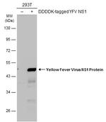 Yellow Fever Virus NS1 Antibody in Western Blot (WB)