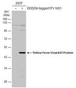 Yellow Fever Virus NS1 Polyclonal Antibody