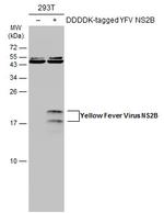 Yellow Fever Virus NS2B Polyclonal Antibody