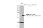 Yellow Fever Virus NS4B Polyclonal Antibody