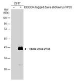 Ebola Virus VP35 Polyclonal Antibody