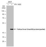 Yellow Fever Virus NS5 Polyclonal Antibody