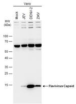 Flavivirus Capsid Polyclonal Antibody