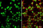 SV40 T-Antigen Polyclonal Antibody