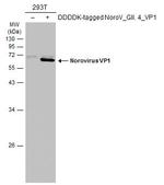 Norovirus VP1 Polyclonal Antibody