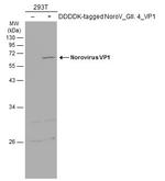 Norovirus VP1 Antibody in Western Blot (WB)