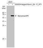 Norovirus VP1 Antibody in Western Blot (WB)