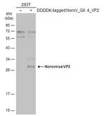 Norovirus VP2 Polyclonal Antibody