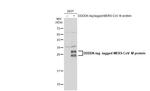 MERS Coronavirus M Antibody in Western Blot (WB)