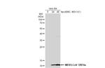 MERS Coronavirus ORF4a Antibody in Western Blot (WB)