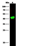 Langerin Polyclonal Antibody
