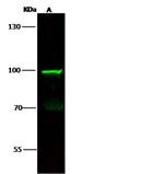 RANK (CD265) Antibody in Western Blot (WB)