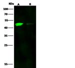 CCR1 Antibody in Western Blot (WB)
