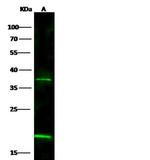 IL-20 Polyclonal Antibody