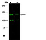 CD163 Antibody in Western Blot (WB)