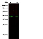 CD1c Polyclonal Antibody