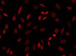 GSC Antibody in Immunocytochemistry (ICC/IF)