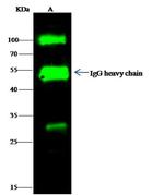 GSC Antibody in Immunoprecipitation (IP)