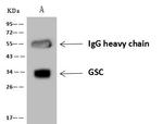 GSC Antibody in Immunoprecipitation (IP)