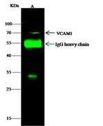 CD106 (VCAM-1) Antibody in Immunoprecipitation (IP)