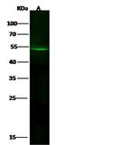 GLUT10 Polyclonal Antibody