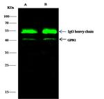 GPN1 Antibody in Immunoprecipitation (IP)