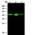 PREX1 Antibody in Western Blot (WB)