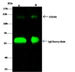 TLR8 Antibody in Immunoprecipitation (IP)