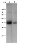Cyclophilin E Polyclonal Antibody