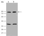 TCF12 Antibody in Western Blot (WB)
