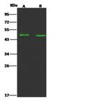 FCRLA Antibody in Western Blot (WB)