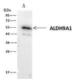 ALDH9A1 Antibody in Immunoprecipitation (IP)