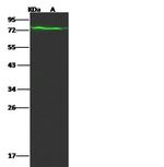 LRWD1 Antibody in Western Blot (WB)
