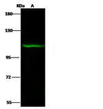 PAXBP1 Polyclonal Antibody