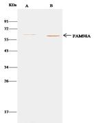 FAM98A Antibody in Immunoprecipitation (IP)