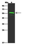 FAM98A Antibody in Western Blot (WB)