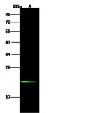 Interferon alpha-10 Antibody in Western Blot (WB)